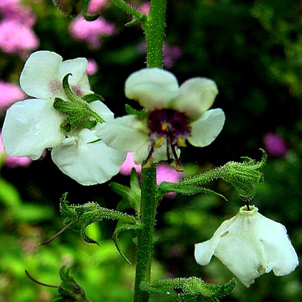 Photos Verbascum chaixii - Olympic mullein