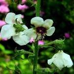 Verbascum chaixii - Franz�sische K�nigskerze Album