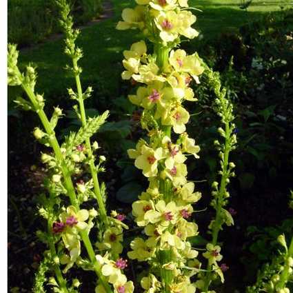 Photos Verbascum nigrum - Black mullein