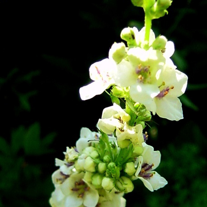 Photos Verbascum nigrum - Black mullein
