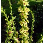 Photos Verbascum nigrum