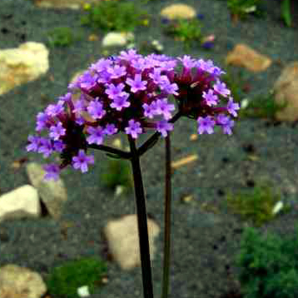 Photos Verbena bonariense - Vervain