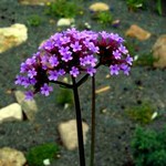 Verbena bonariense - Eisenkraut, Verbene