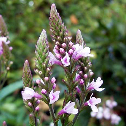 Photos Verbena hastata - Vervain