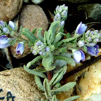 Photos Veronica cinerea - Speedwell