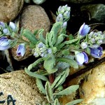 Photos Veronica cinerea