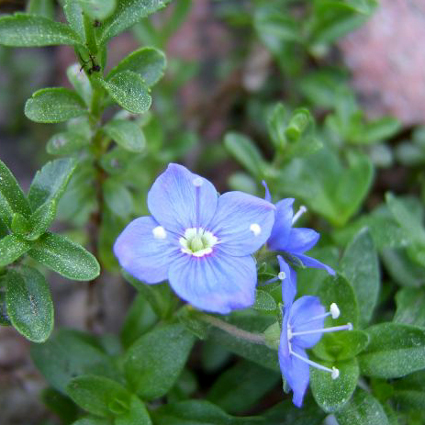 Photos Veronica fructans - Speedwell