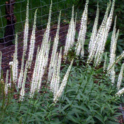 Photos Veronica virginica - 
