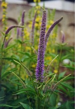Photos Veronicastrum virginicum