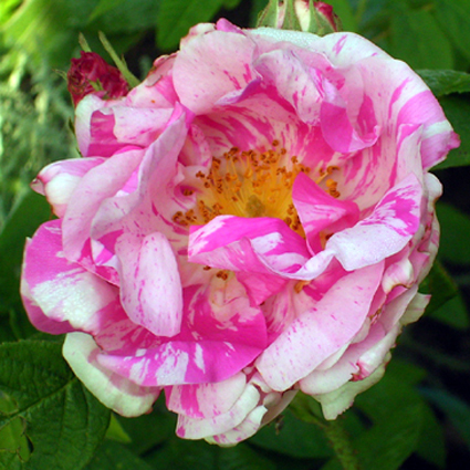 Photos Rosa gallica - French rose