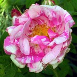 Photos Rosa