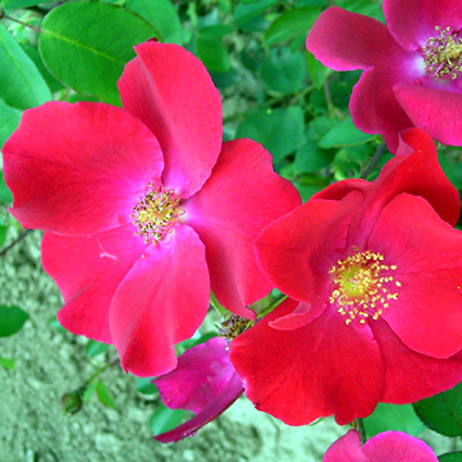 Photos Rosa - Rose