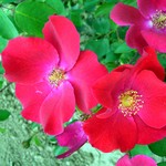 Photos Rosa