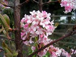 Photos Viburnum bodnantense