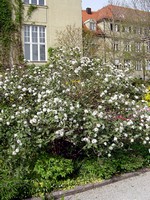 Photos Viburnum carlesii