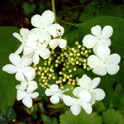 Photos Viburnum opulus - European cranberrybush