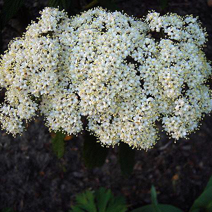 Photos Viburnum rhytidophyllum - Leatherleaf arrowwood