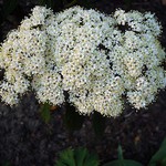 Photos Viburnum rhytidophyllum