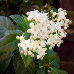 Photos Viburnum tinnus