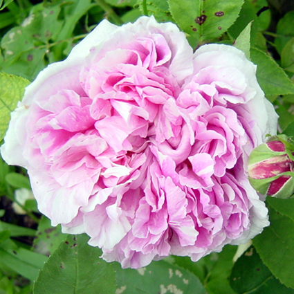 Photos Rosa - Rose
