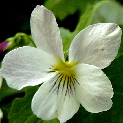 Photos Viola canadensis - Pansy violet