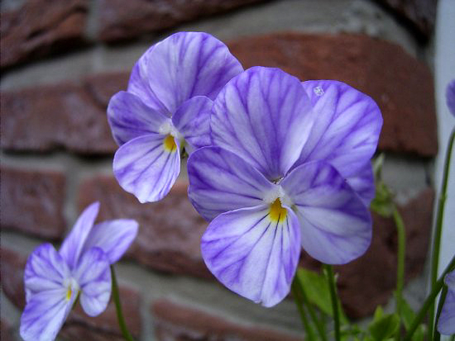 Photos Viola cornuta - Violet