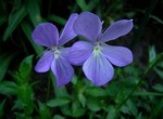 Photos Viola cornuta