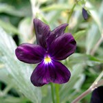 Photos Viola cornuta