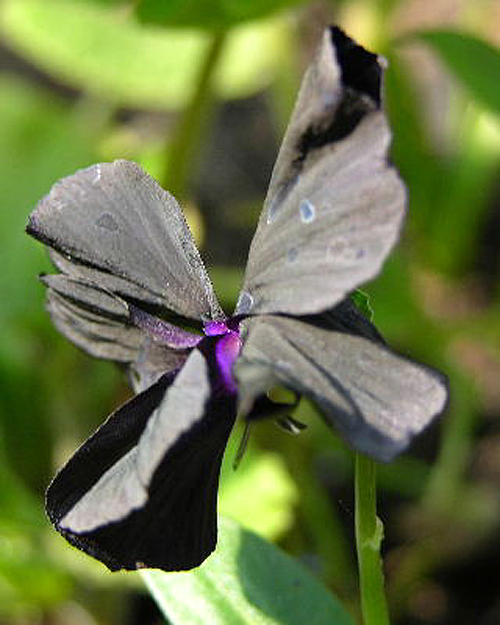 Photos Viola cornuta - Violet