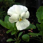 Photos Viola cornuta