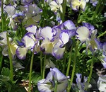 Photos Viola cornuta