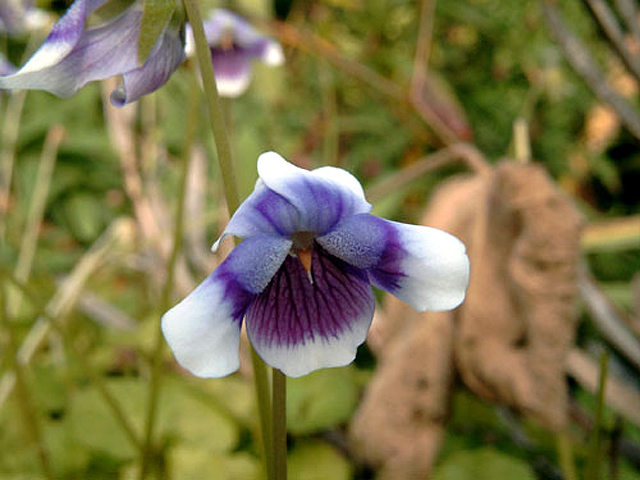 Photos Viola hederacea - Pansy violet