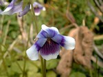 Photos Viola hederacea
