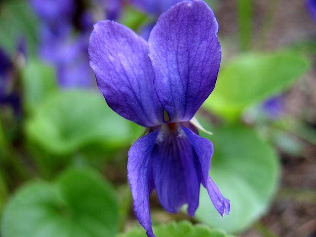 Photos Viola odorata - Pansy violet