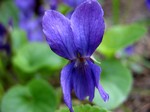 Photos Viola odorata