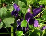 Photos Viola odorata