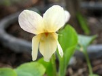 Photos Viola odorata