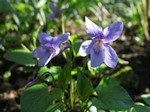 Photos Viola odorata
