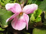 Photos Viola odorata