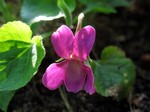 Photos Viola odorata
