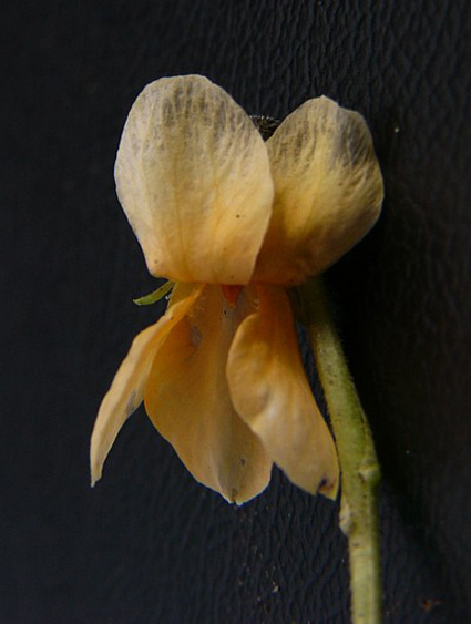 Photos Viola odorata - Pansy violet