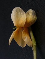 Photos Viola odorata