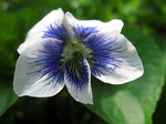 Photos Viola sororia