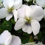 Photos Viola sororia