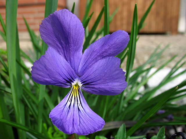 Photos Viola wockei - Pansy violet
