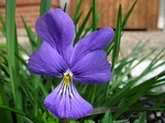 Photos Viola wockei