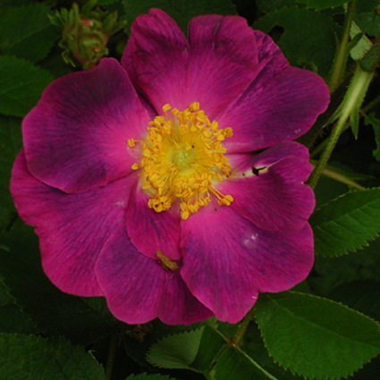 Photos Rosa - Rose