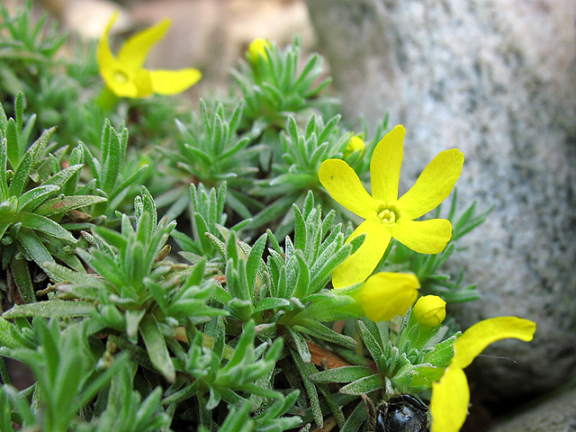 Fotos Vitaliana primula ssp. cinera - 