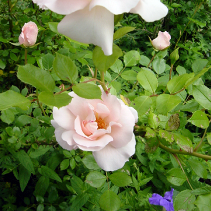 Photos Rosa - Rose