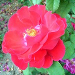 Photos Rosa